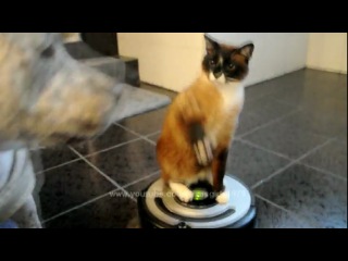 the cat rides a robot vacuum cleaner and chases the dog)